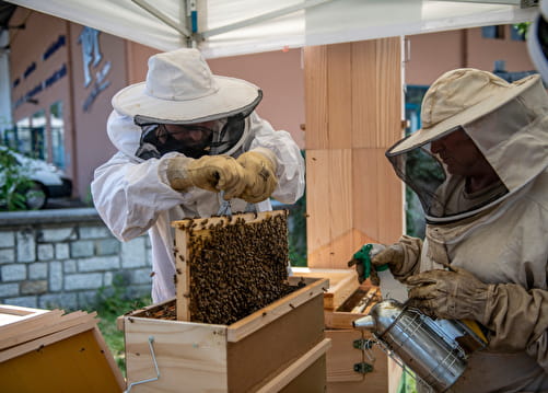 Atelier découverte : Les Abeilles Le 25 sept 2024