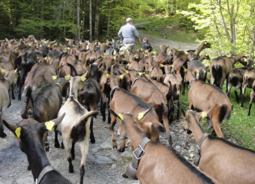 Visite à la ferme de Sommier d