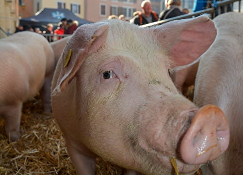 Fête du Caïon Le 9 nov 2024